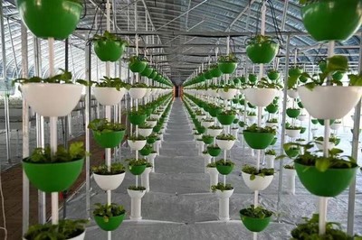 旬邑縣職田鎮 以生物技術推廣為引擎，培育新質生產力，塑造產業發展新優勢