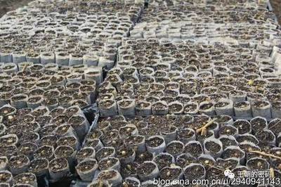 讓雜交構樹推動家鄉精準扶貧——訪南陽卉農植物組培生物科技總經理周云