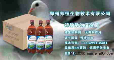 養雞用的益生菌使用方法竟然這么簡單——生物技術走進養殖戶